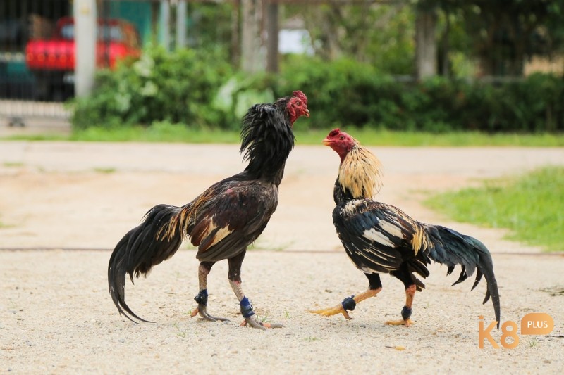 Trong trò chơi chọi gà, hai con gà đối đầu nhau và cố gắng sử dụng mỏ và móng vuốt để tấn công đối thủ