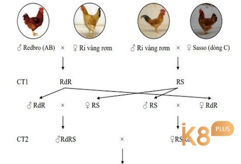 Lai trực tiếp tạo ra giống thuần chủng chất lượng cao