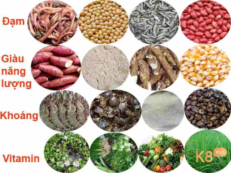 Bổ sung dinh dưỡng và vitamin để đảm bảo và tăng sức khỏe cho gà chiến