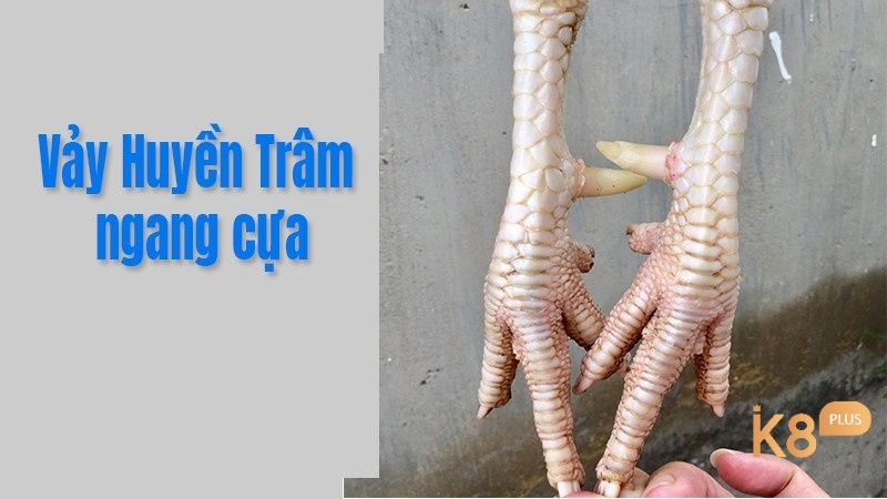 Vảy huyền trâm nằm ngang cựa