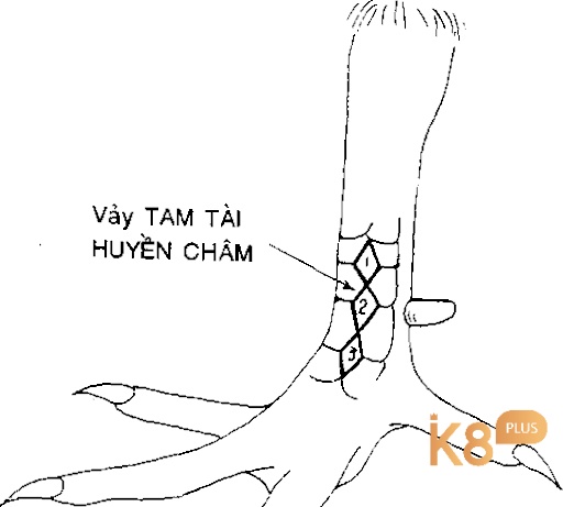 Vảy tam huyền trâm