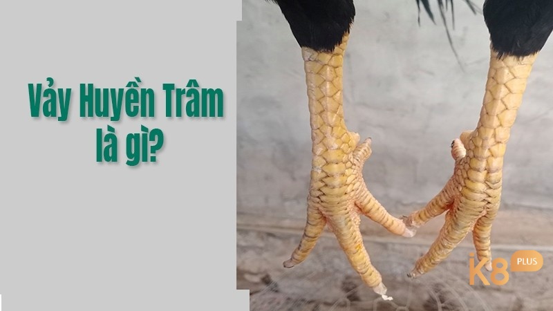 Vay ga huyen tram là vảy có dạng hình thoi