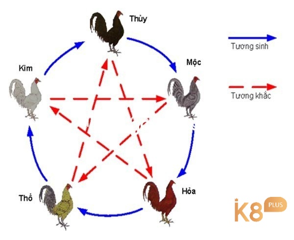 Biết cách xem ngày màu mạng gà đá sẽ giúp người chơi tăng tỷ lệ thắng