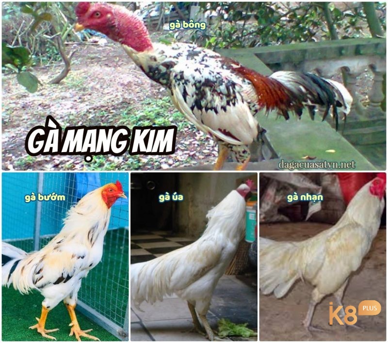 Màu sắc đặc trưng của gà mệnh Kim