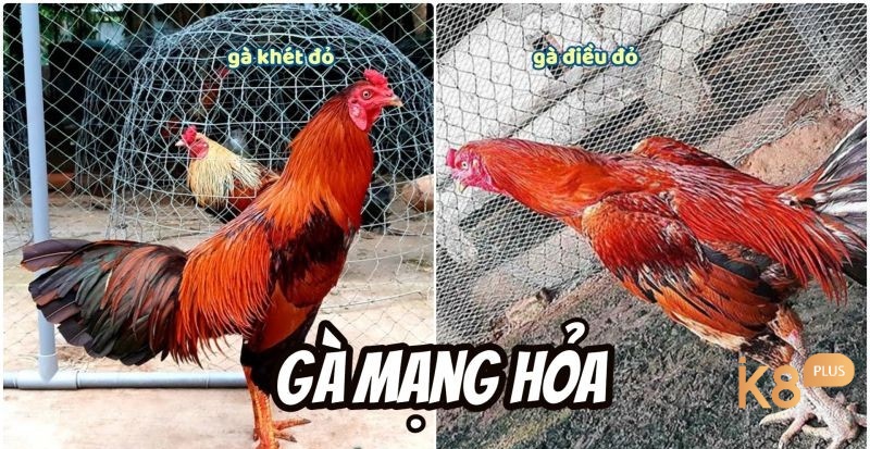 Những chú gà mạng Hỏa nổi bật với màu lông đỏ