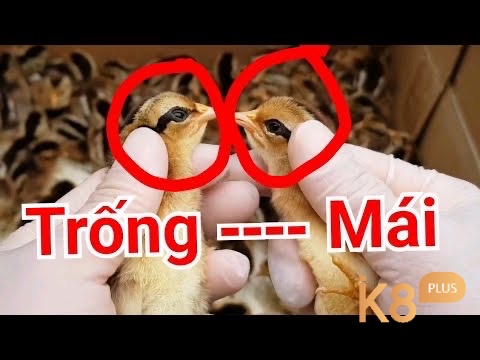 Cùng k8 tìm hiểu về cách chọn gà trống mái nhé 